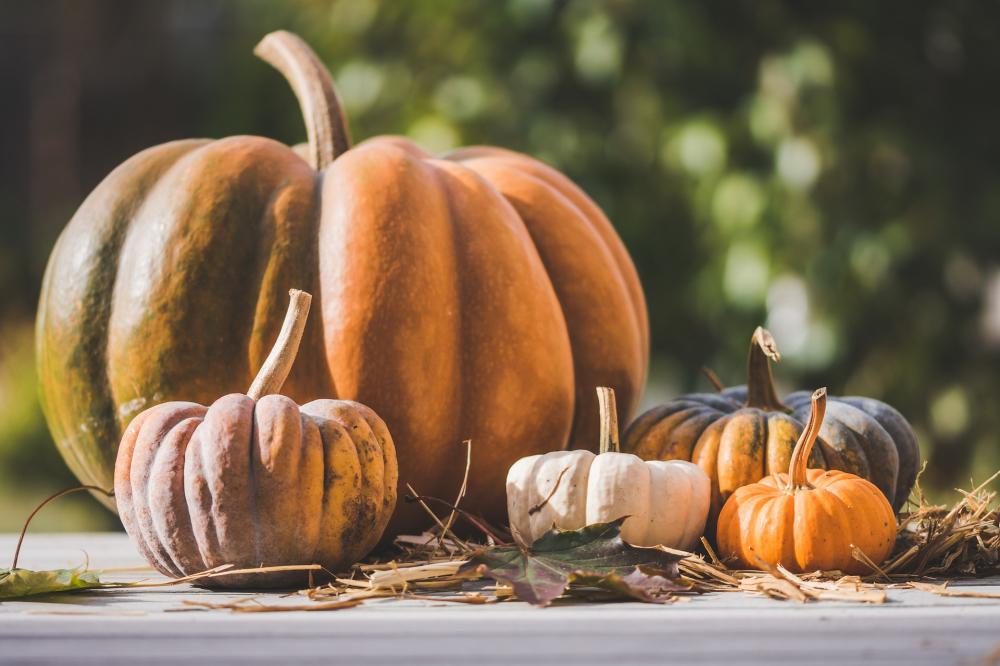Halloween 2022  Gallery Main Photo