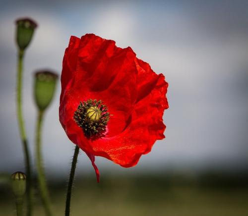 Remembrance Commemorations